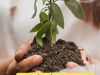 PLANTACION ARBOLES  - 1
